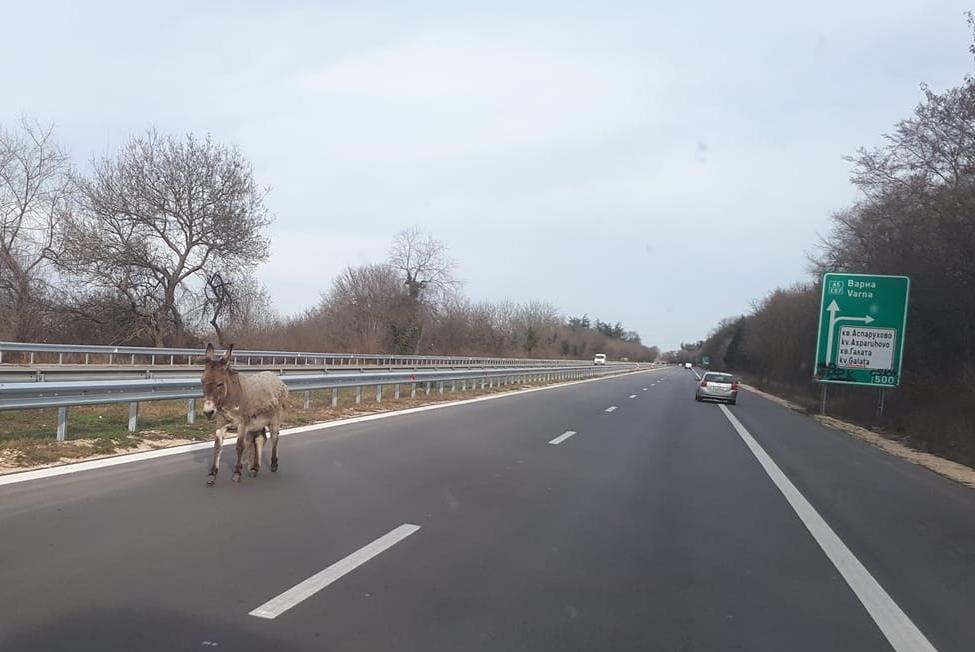 Магаре на разходка по магистрала “Черно море”
