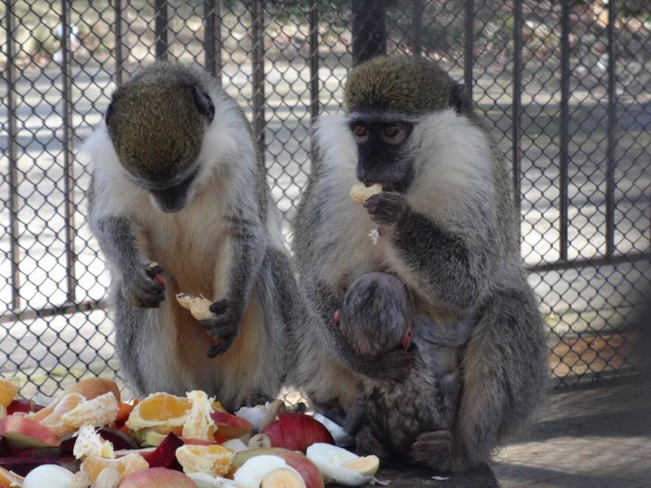 Зоопаркът във Варна очаква писма до животните