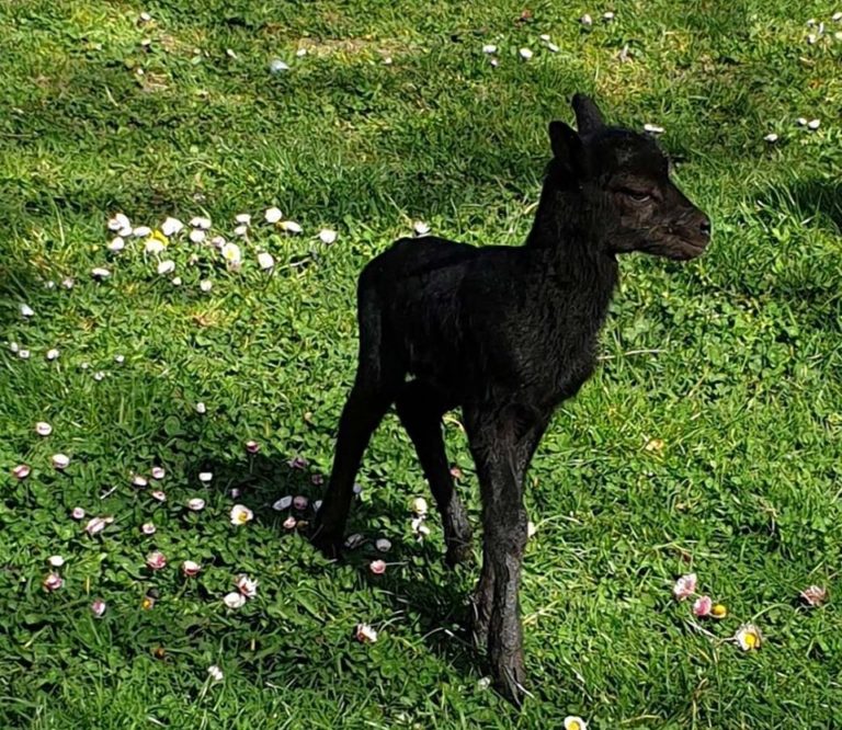 В Зоопарк – Варна се роди малко черно муфлонче