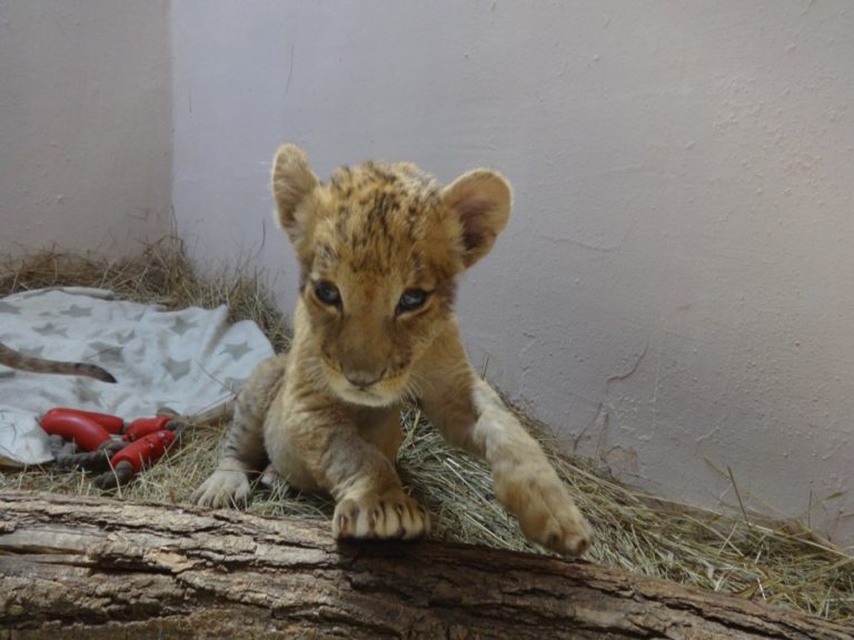 Варненският зоопарк – с две малки лъвчета