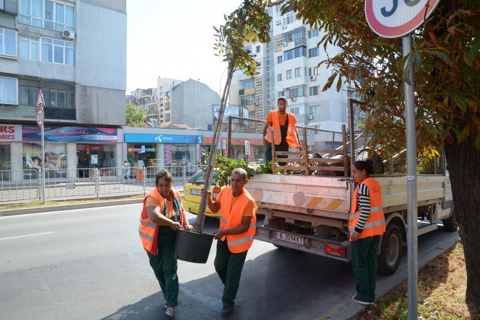 Засаждат 40 нови дръвчета във Варна