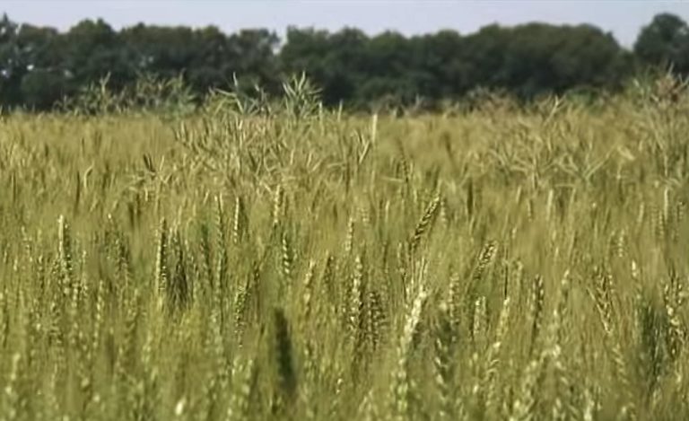 79 земеделски производители от цяла Североизточна България получиха шанса да реализират продукцията си на външните пазари