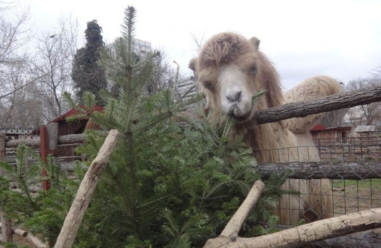 Варненският Зоопарк приема коледни елхички за храна на животните