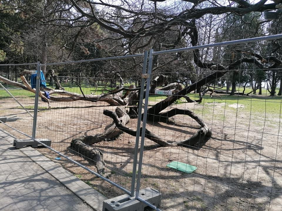 Община Варна разпореди незабавно премахване на огражденията около Кривото дърво