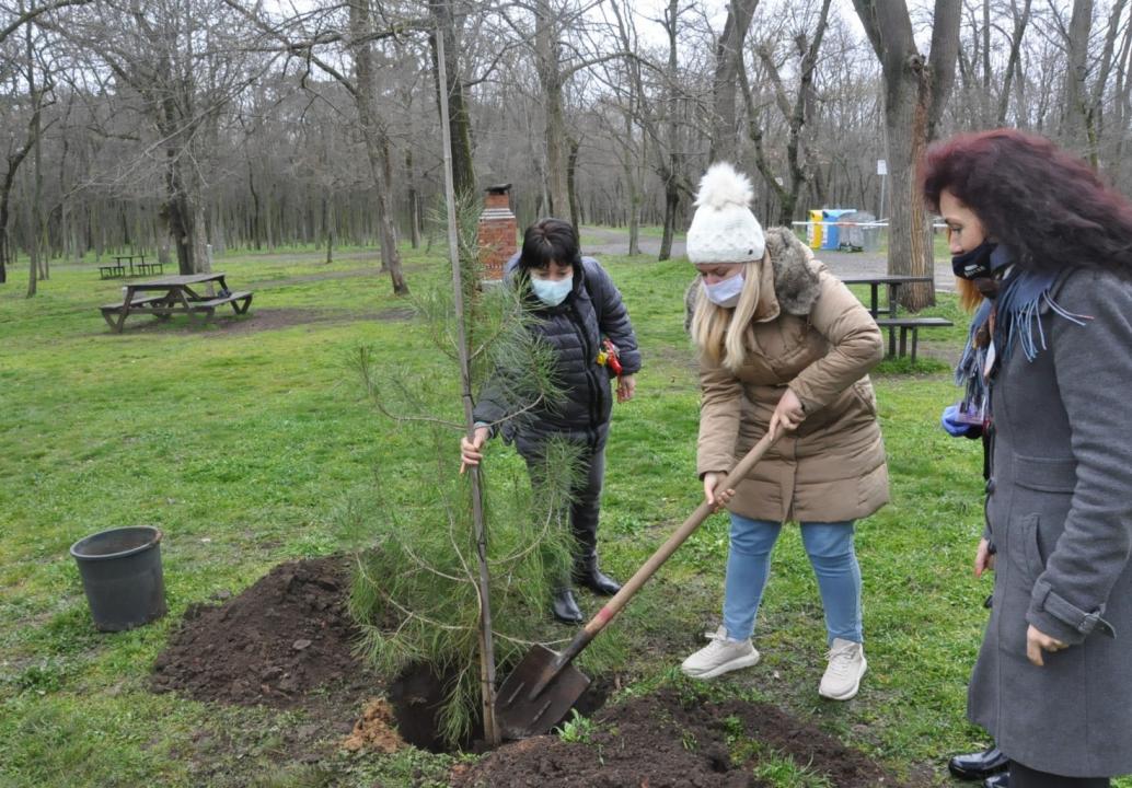 Социални работници в Бургас засадиха иглолистни дръвчета в парк „Минерални бани“