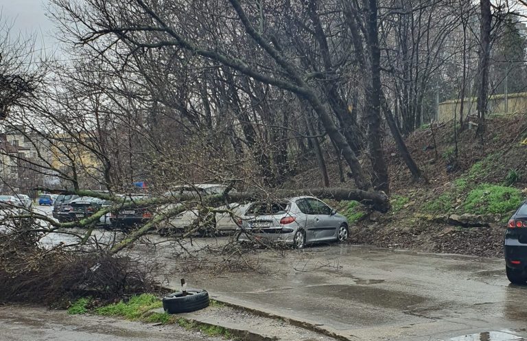 Дърво падна върху кола на улица “Кестен”