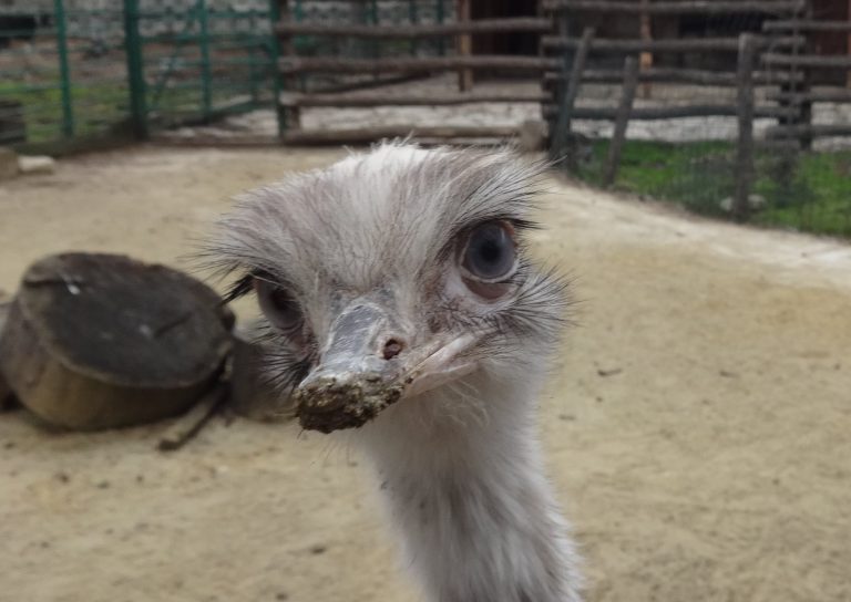 Снимки: Зоопарк – Варна показа най-новия си обитател