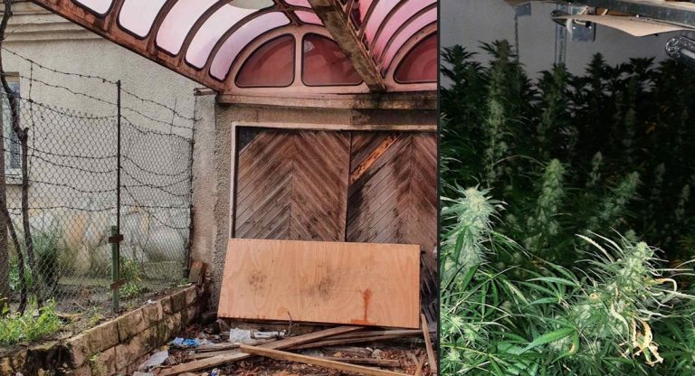 Оранжерия за отглеждане на марихуана е разкрита в гараж във Варна