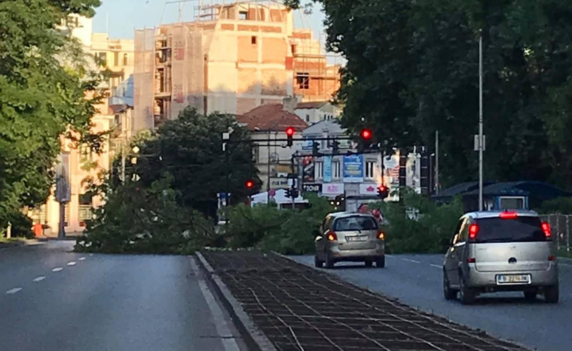 Дърво падна пред Икономическия университет във Варна