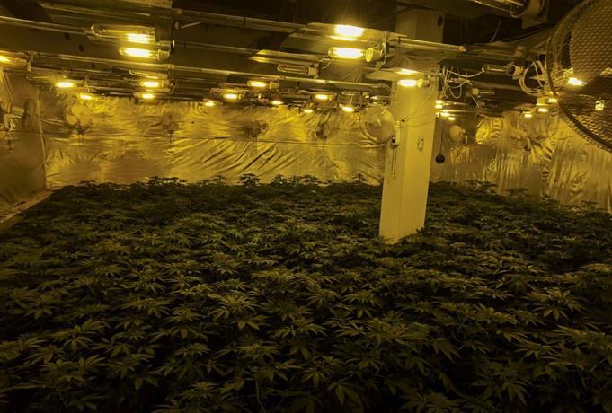 Над 2000 растения канабис откриха полицаи от РУ Троян в наркооранжерия в града