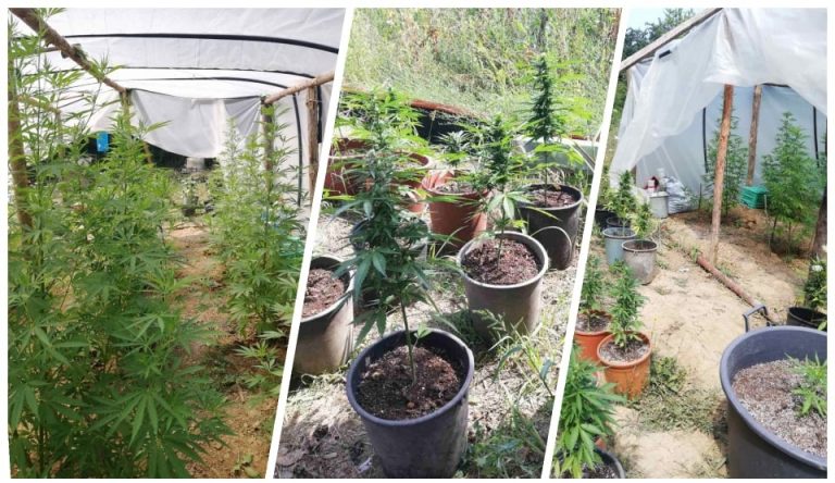 Криминалисти разкриха оранжерия за марихуана във ферма за охлюви