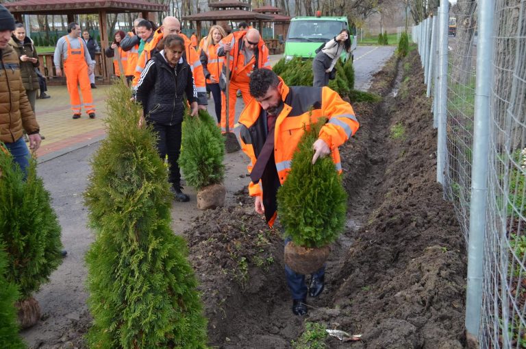 Засадиха 80 нови дръвчета в Парк “Разсадника” в Девня