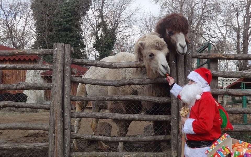 Дядо Коледа ще раздава лакомства на животните в зоопарка