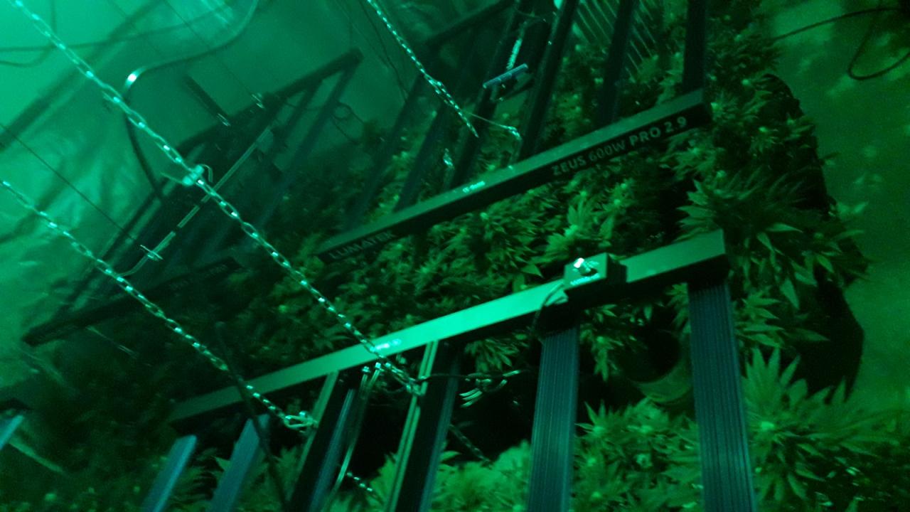 Разбиха оранжерия за марихуана във Варна