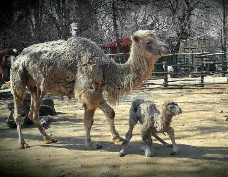 Осем бебета са родени във варненския зоопарк от началото на годината
