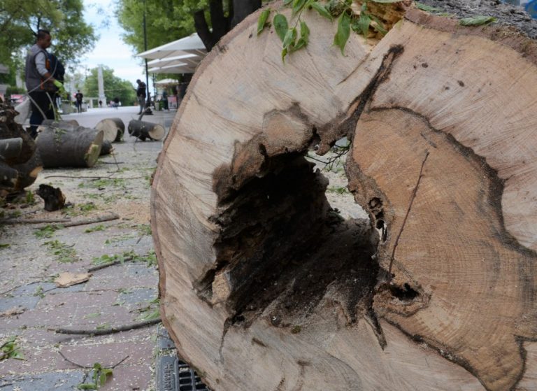 Премахнати са две опасни дървета на бул. „Сливница“