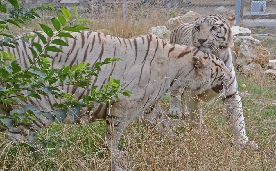 Тигри, леопарди и рисове пристигнаха в зоопарка във Варна