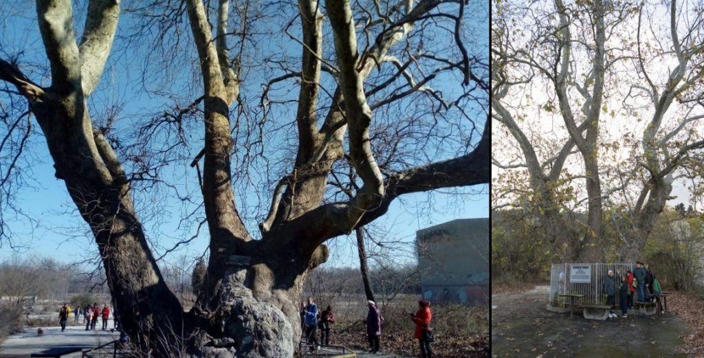 Вековният чинар от Варна е големият победител в конкурса „Дърво с корен 2022“