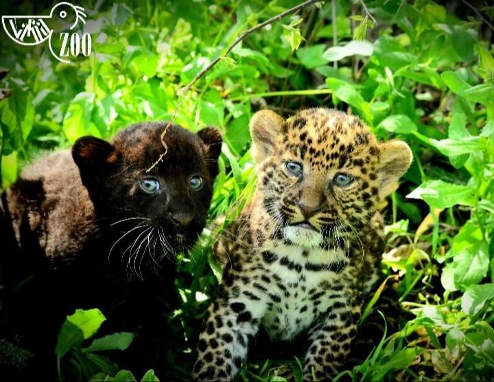 Две леопардчета се родиха във варненския зоопарк