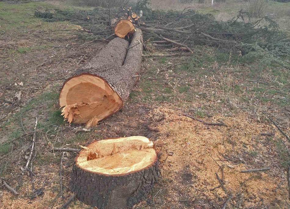 Община Варна ще наложи глоба от 5 000 до 10 000 лв. на собственика, отрязал незаконно 80 дървета в имота си