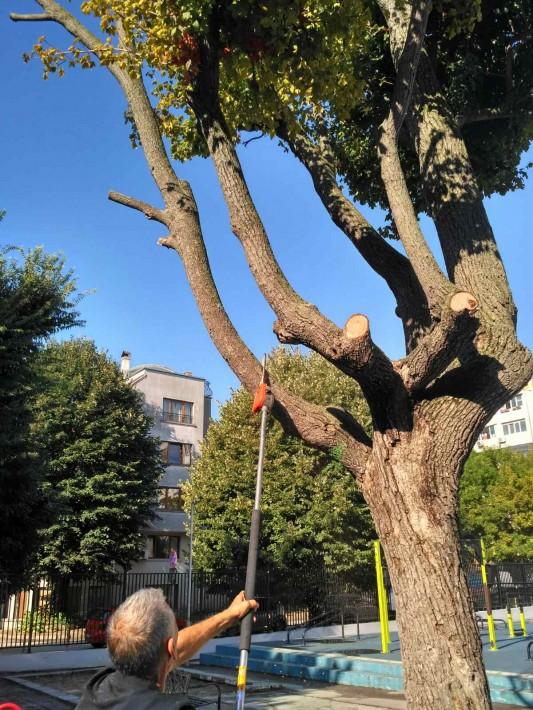 От днес започва аварийно премахване на сухи и опасни клони на площадки в детски градини и училища