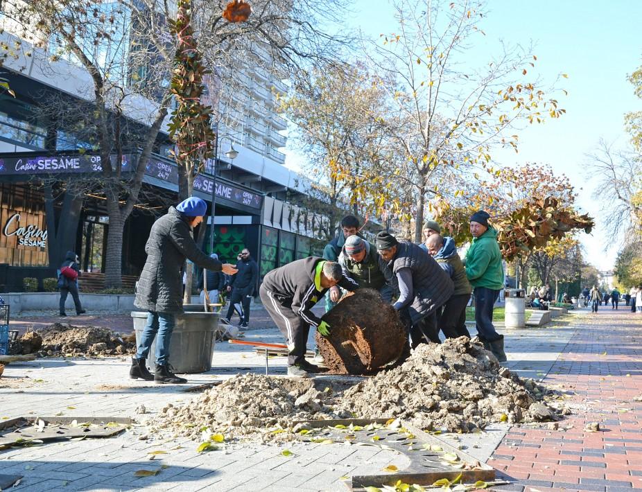 Започна засаждането на нови дървета в централната част на Варна