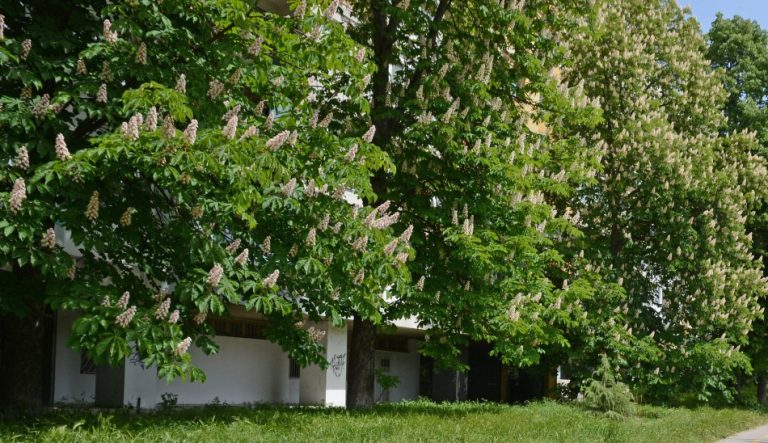 Във Варна започва обработка на кестенови дървета