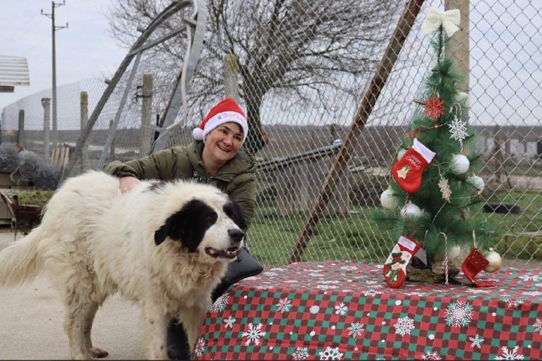 Над 100 любители на животните посетиха четириногите обитатели на приюта за кучета в с. Каменар за кампанията „(НЕ) сам вкъщи 2“