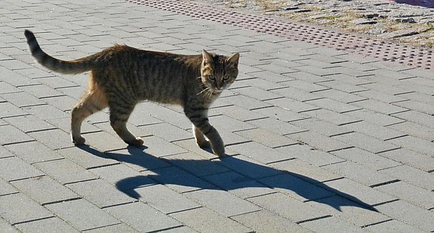 Община Варна сключи договори за кастрация на улични котки в петте района на Варна