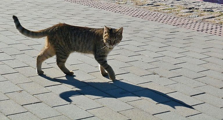 Продължава инициативата за кастрация на улични котки във Варна