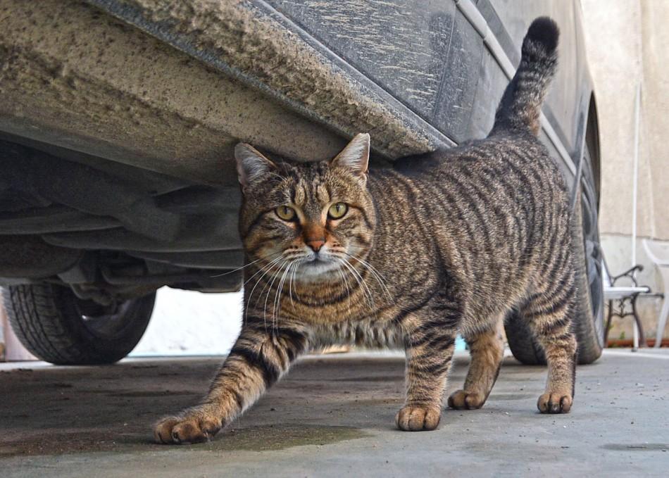 Близо 200 безстопанствен котки са кастрирани, обезпаразитени и маркирани по програмата на Община Варна