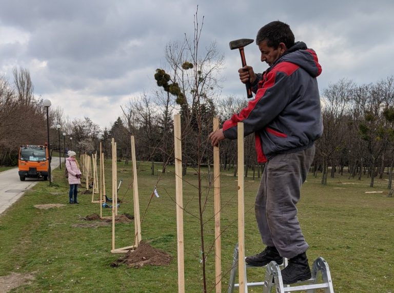 Община Варна напомня изискванията за засаждане на дървета в градска среда