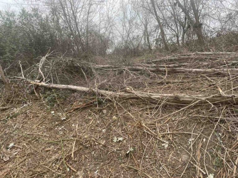 Проверка установи, че премахват сухи клони, паднали дървета и паразитна растителност в района на Трета буна