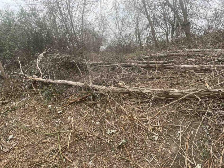 Проверка установи, че премахват сухи клони, паднали дървета и паразитна растителност в района на Трета буна