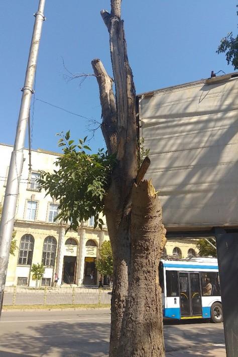 Премахват опасно дърво в градинката на Катедралата